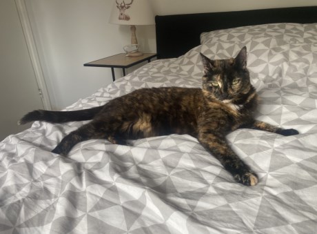 Kat Europese korthaar of huiskat