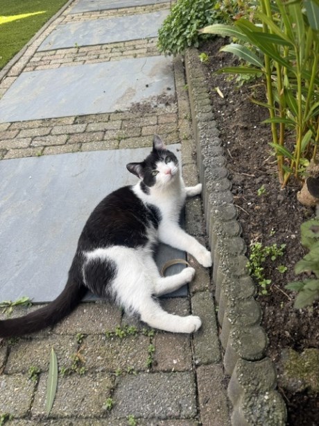 Kat Europese korthaar of huiskat