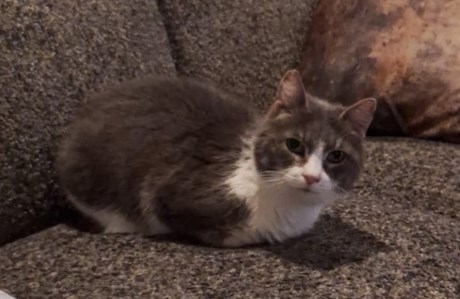 Kat Europese korthaar of huiskat