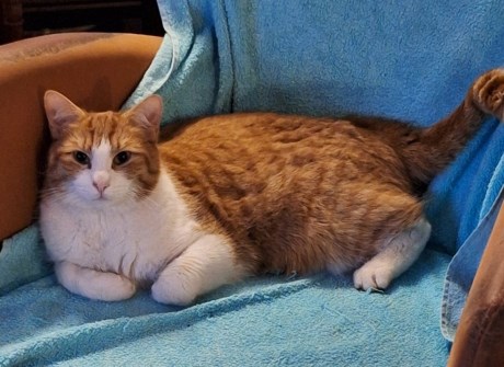 Kat Europese korthaar of huiskat