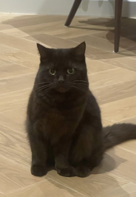 Kat Brits korthaar X