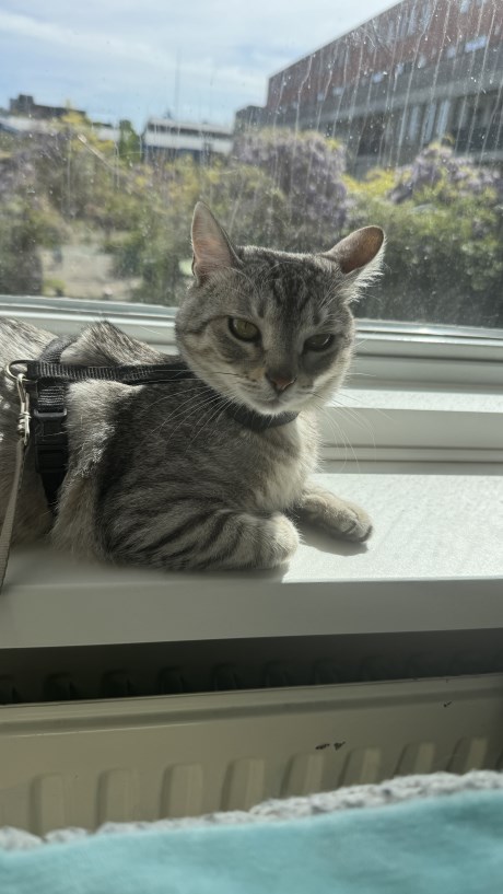 Kat Europese korthaar of huiskat