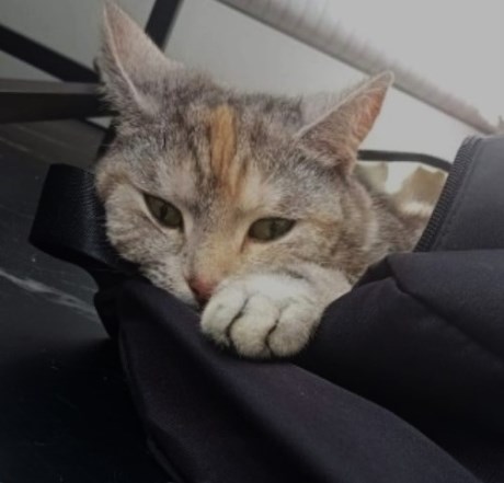 Kat Europese korthaar of huiskat