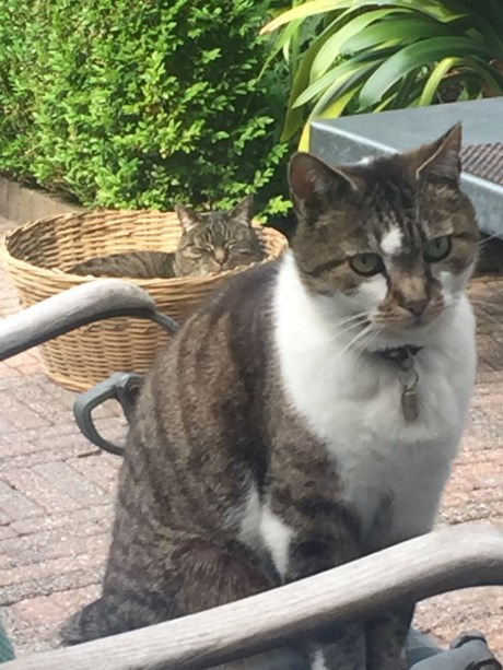 Kat Europese korthaar of huiskat