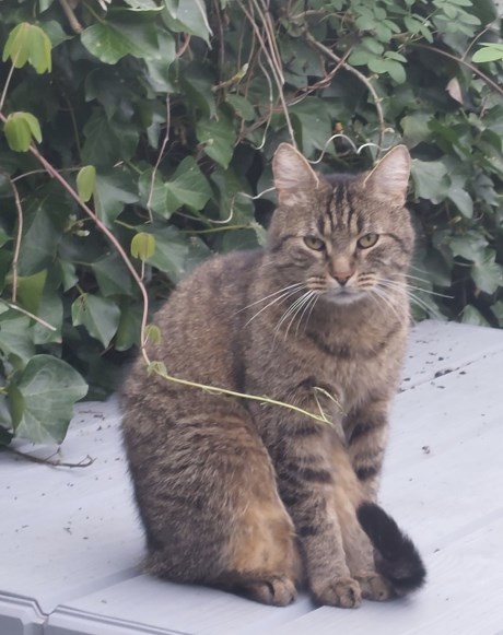 Kat Europese korthaar of huiskat