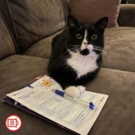 Kat Europese korthaar of huiskat