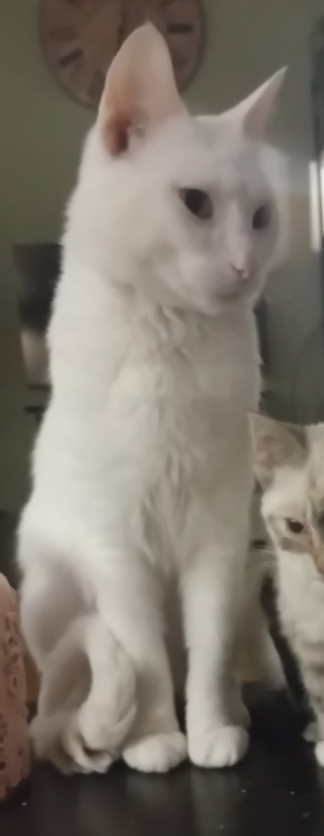 Kat Europese korthaar of huiskat