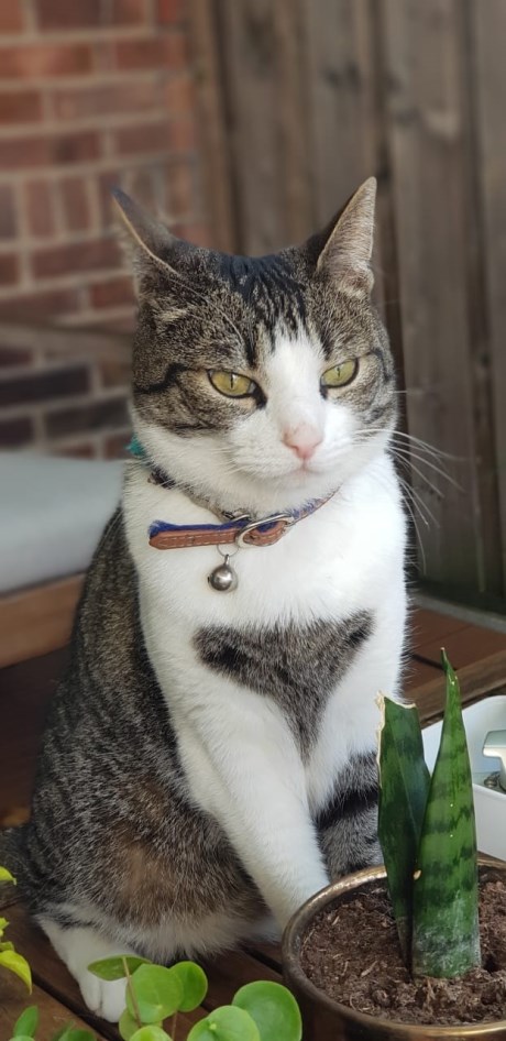 Kat Europese korthaar of huiskat