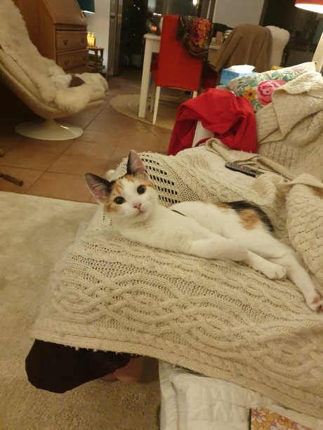 Kat Europese korthaar of huiskat