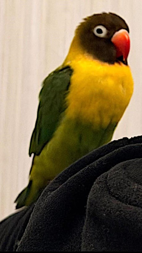 Vogel (Dwerg-)papegaai