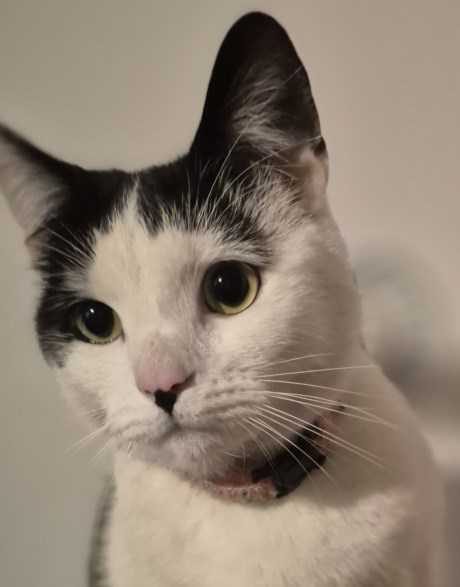 Kat Europese korthaar of huiskat