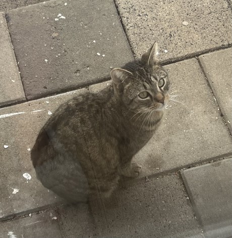 Kat Europese korthaar of huiskat