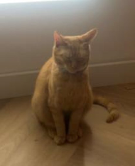 Kat Europese korthaar of huiskat