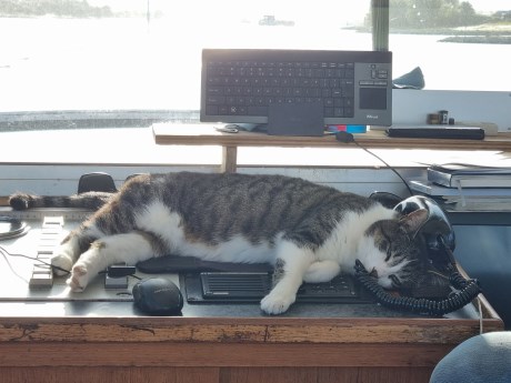 Kat Europese korthaar of huiskat