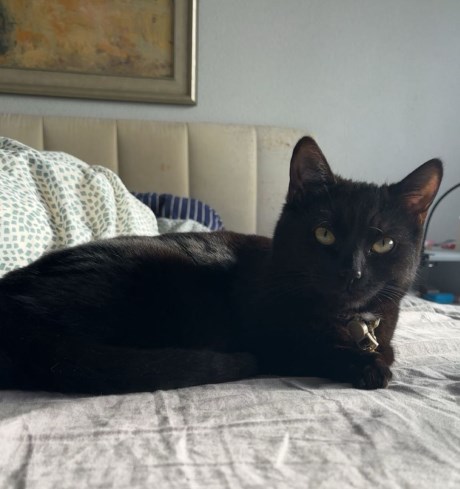 Kat Europese korthaar of huiskat