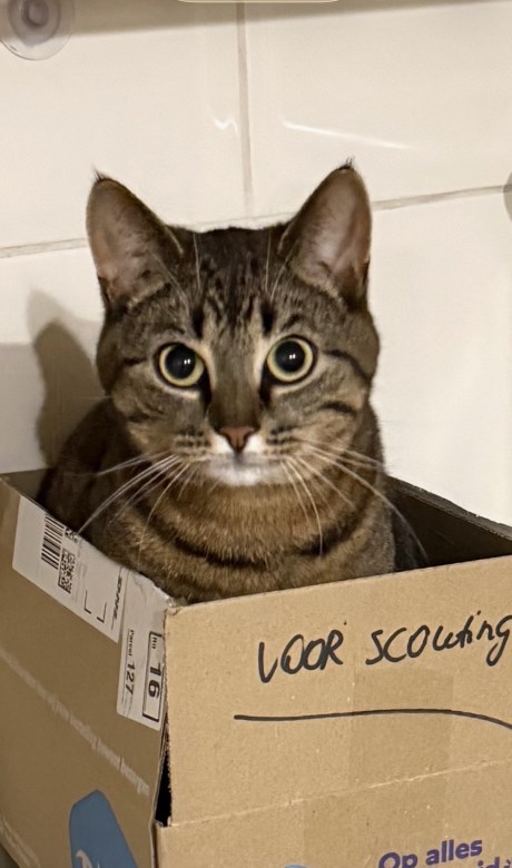 Kat Europese korthaar of huiskat