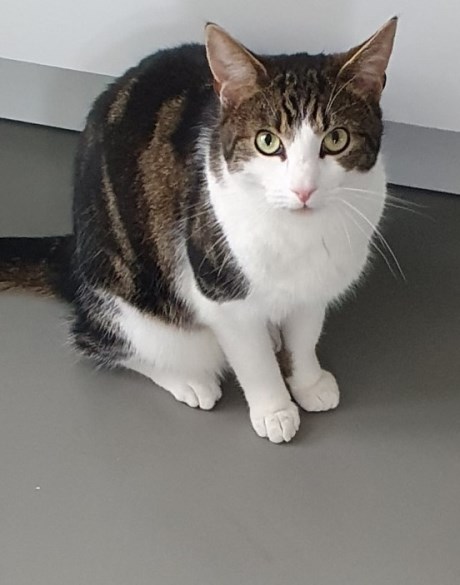 Kat Europese korthaar of huiskat