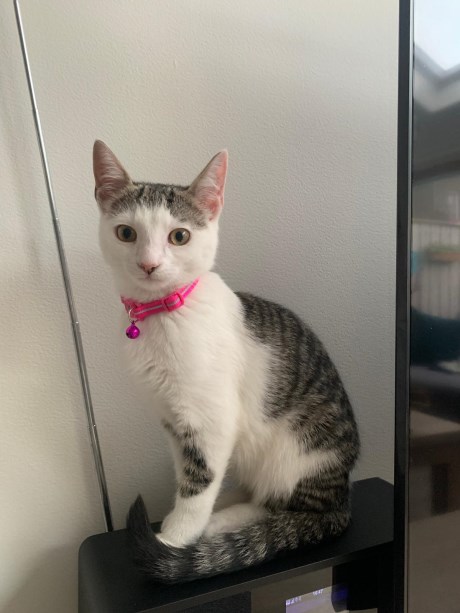 Kat Europese korthaar of huiskat