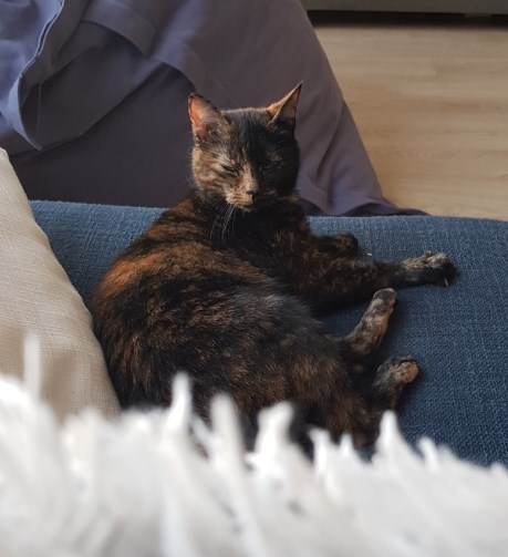 Kat Europese korthaar of huiskat