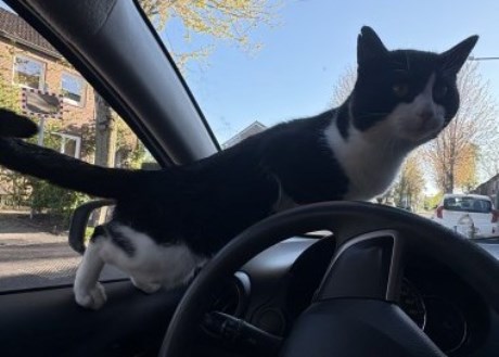 Kat Europese korthaar of huiskat