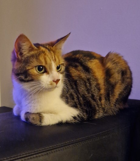 Kat Europese korthaar of huiskat