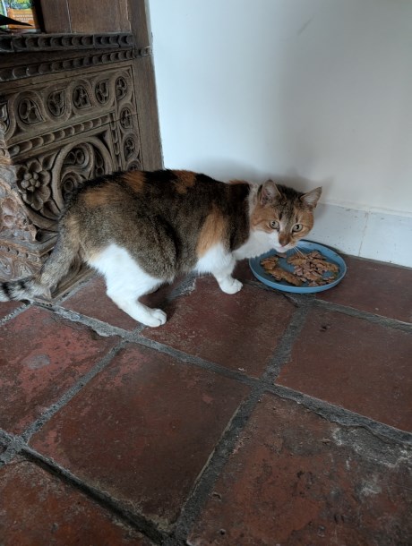 Kat Europese korthaar of huiskat