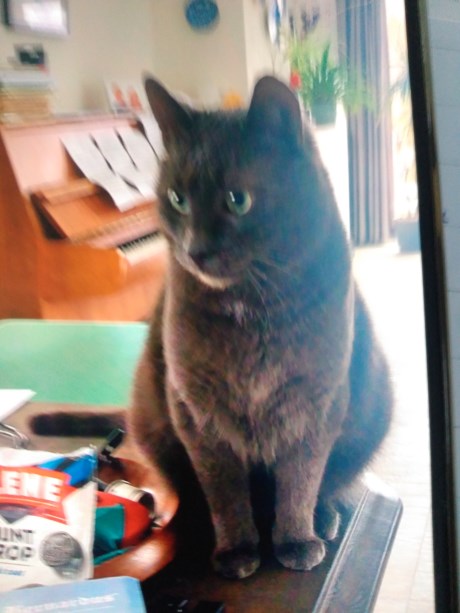 Kat Europese korthaar of huiskat