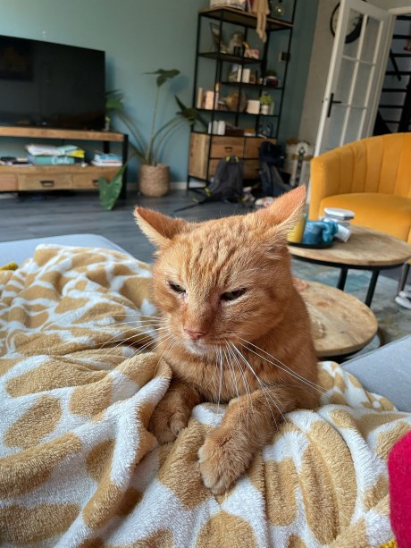 Kat Europese korthaar of huiskat