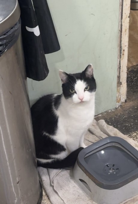 Kat Europese korthaar of huiskat