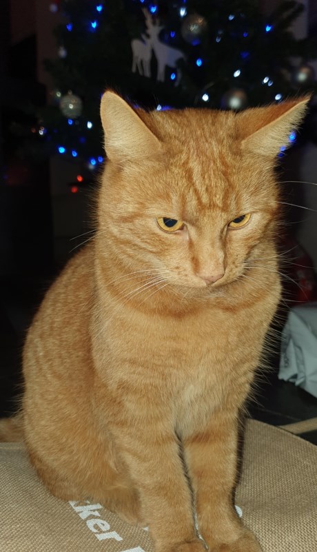 Kat Europese korthaar of huiskat