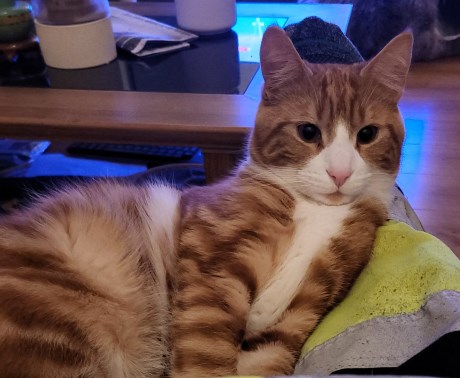 Kat Europese korthaar of huiskat