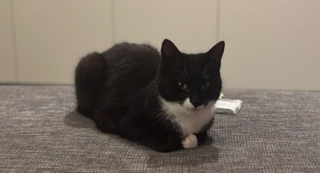 Kat Europese korthaar of huiskat