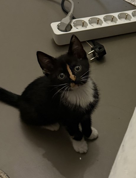 Kat Europese korthaar of huiskat