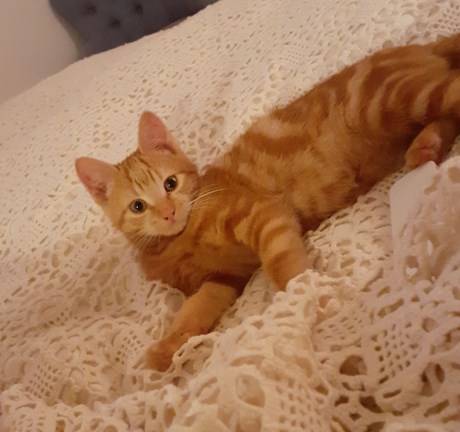 Kat Europese korthaar of huiskat