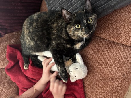 Kat Europese korthaar of huiskat