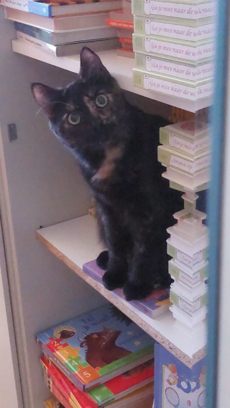 Kat Europese korthaar of huiskat