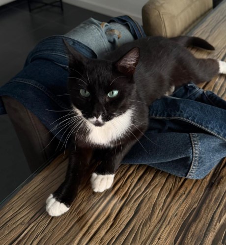 Kat Europese korthaar of huiskat