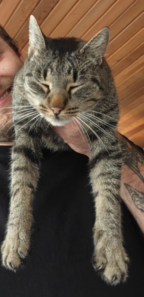 Kat Europese korthaar of huiskat