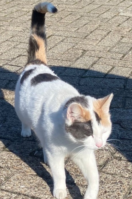 Kat Europese korthaar of huiskat