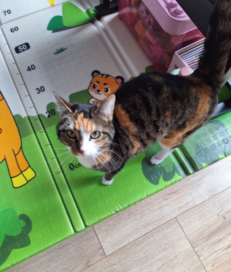 Kat Europese korthaar of huiskat