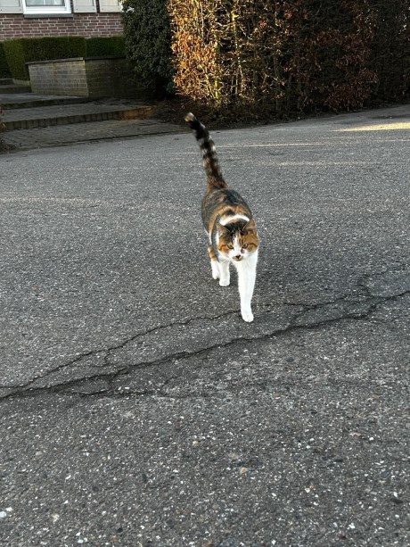 Kat Europese korthaar of huiskat