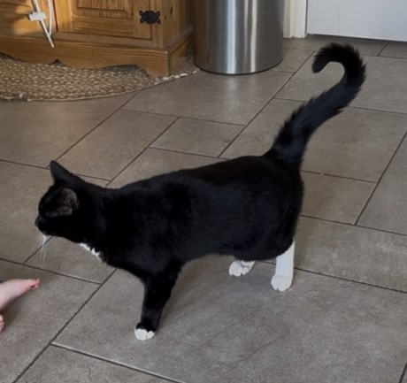 Kat Europese korthaar of huiskat