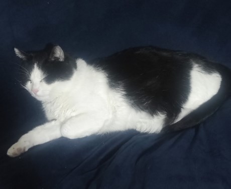 Kat Europese korthaar of huiskat