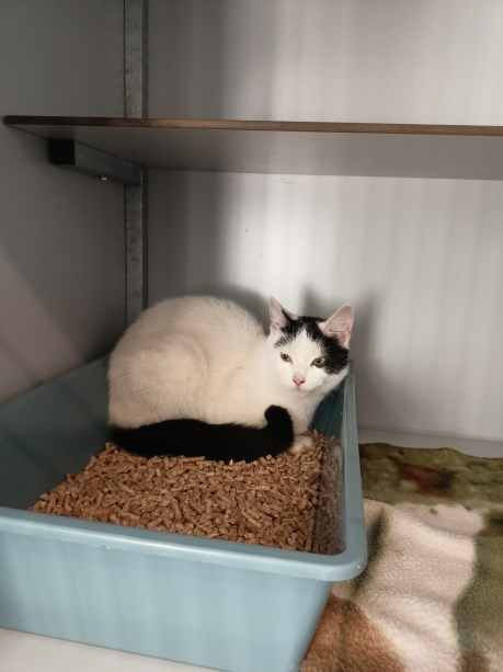 Kat Europese korthaar of huiskat