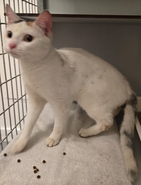 Kat Europese korthaar of huiskat