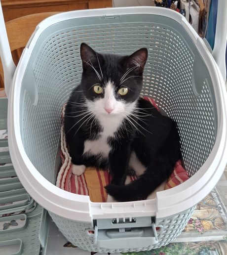 Kat Europese korthaar of huiskat