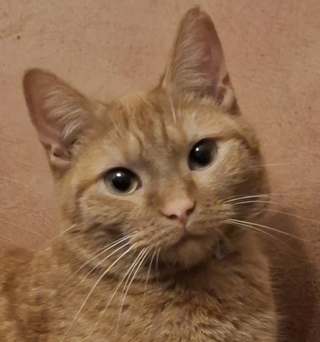 Kat Europese korthaar of huiskat