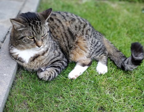 Kat Europese korthaar of huiskat