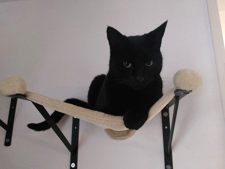 Kat Europese korthaar of huiskat