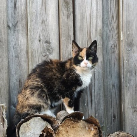 Kat Europese korthaar of huiskat